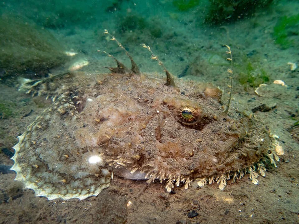 鮟鱇鱼（Anglerfish）的真实照片