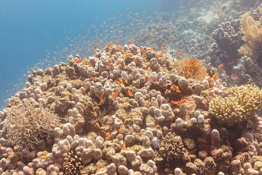 拟花鲈（Anthias）的真实照片