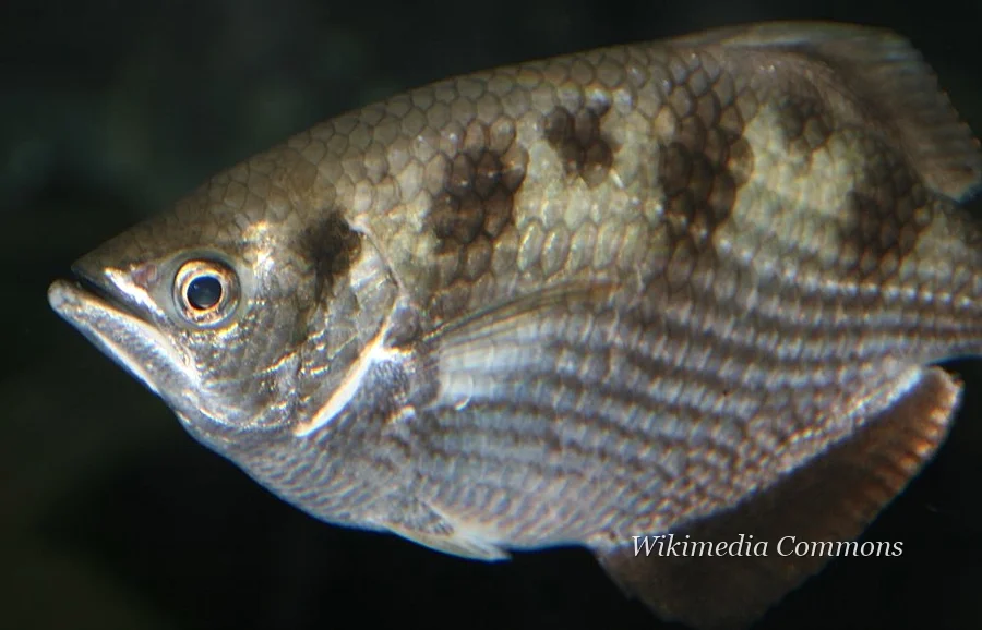 射水鱼（Archerfish）的真实照片