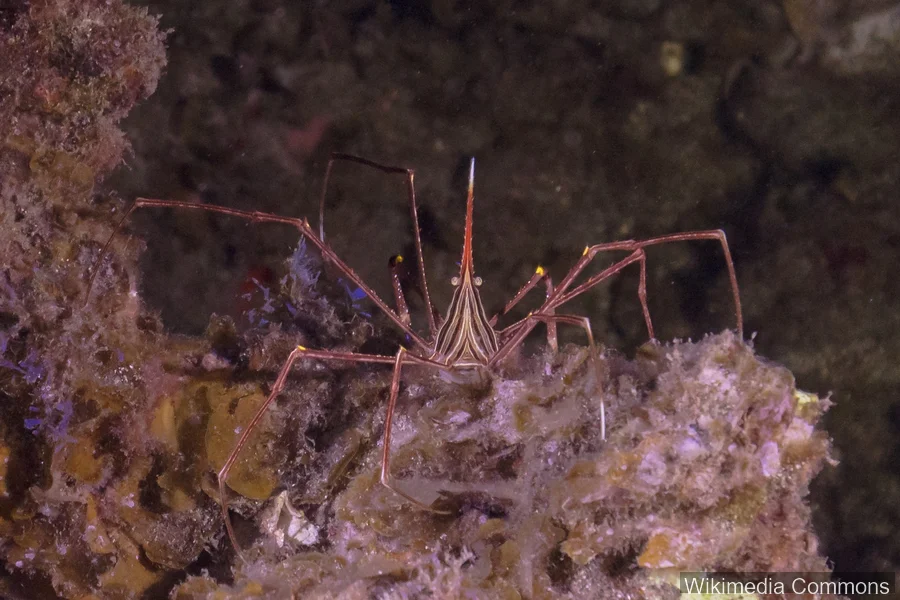 箭蟹（Arrow Crab）的真实照片