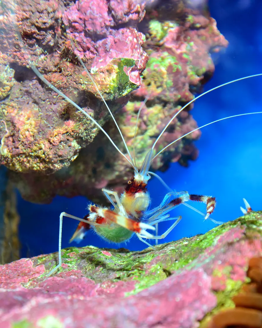 条带珊瑚虾（Banded Coral Shrimp）的真实照片