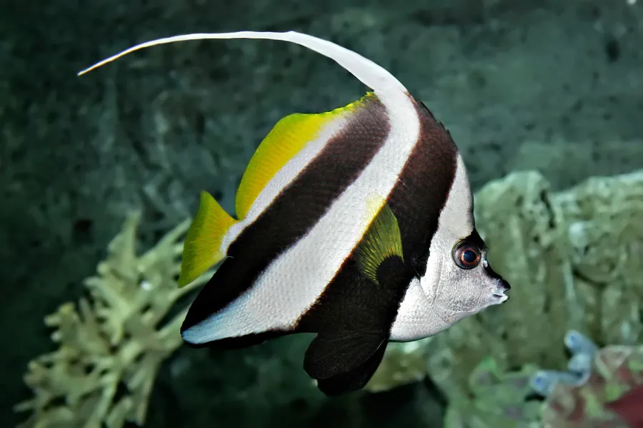 马夫鱼（Bannerfish）的真实照片