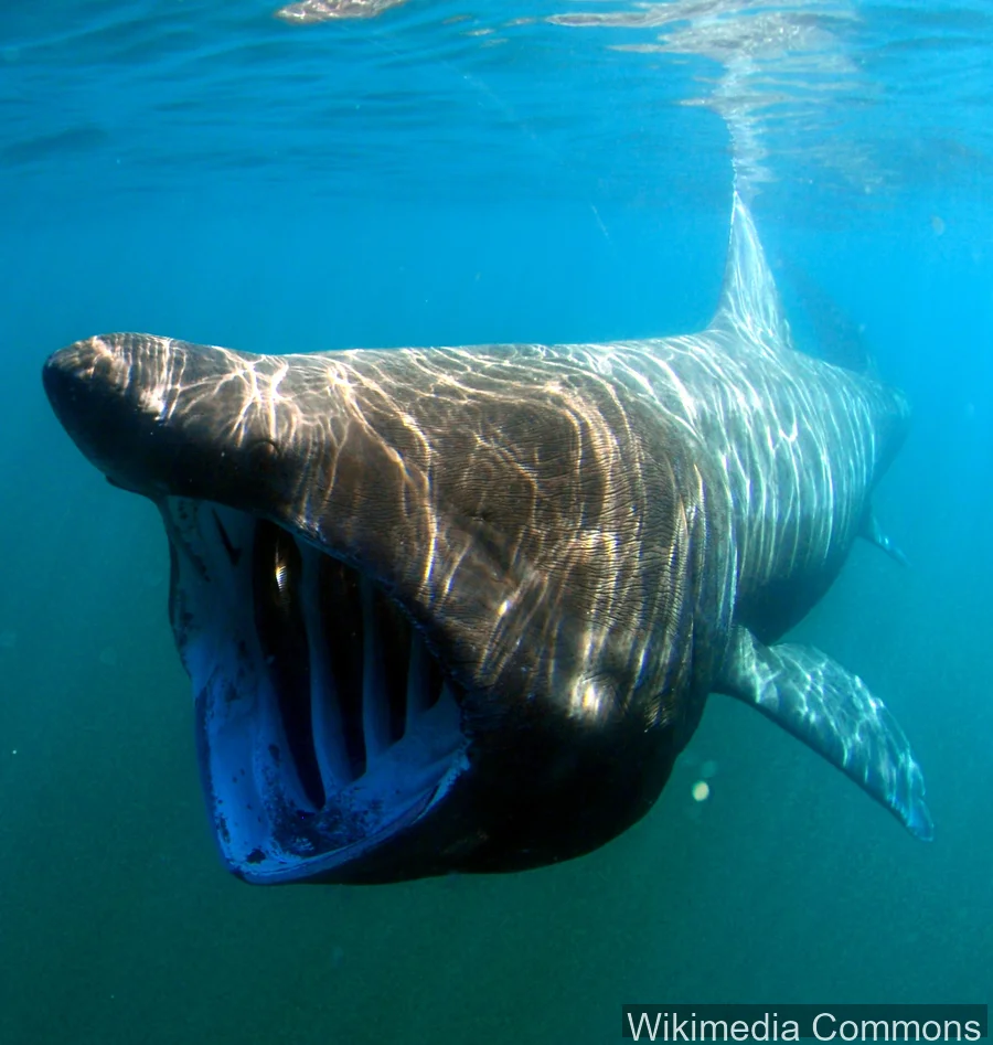 姥鲨（Basking Shark）的真实照片