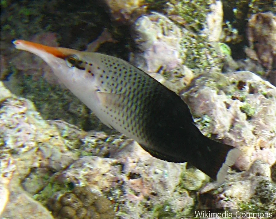 鸟嘴隆头鱼（Bird Wrasse）的真实照片