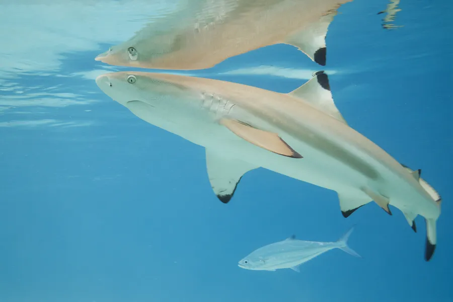 黑鳍礁鲨（Blacktip Reef Shark）的真实照片