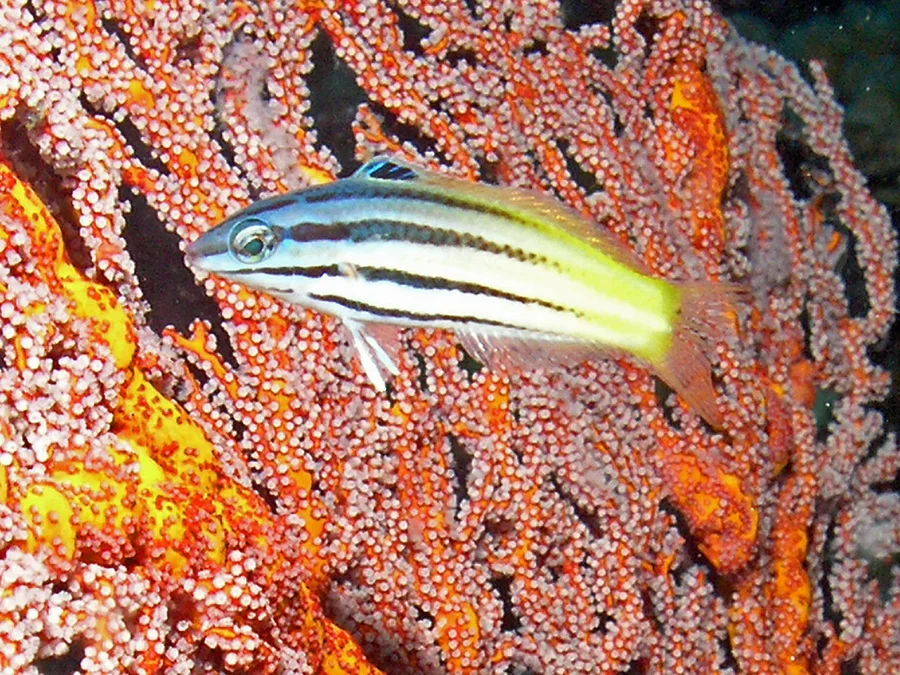 鳚鱼（Blenny）的真实照片