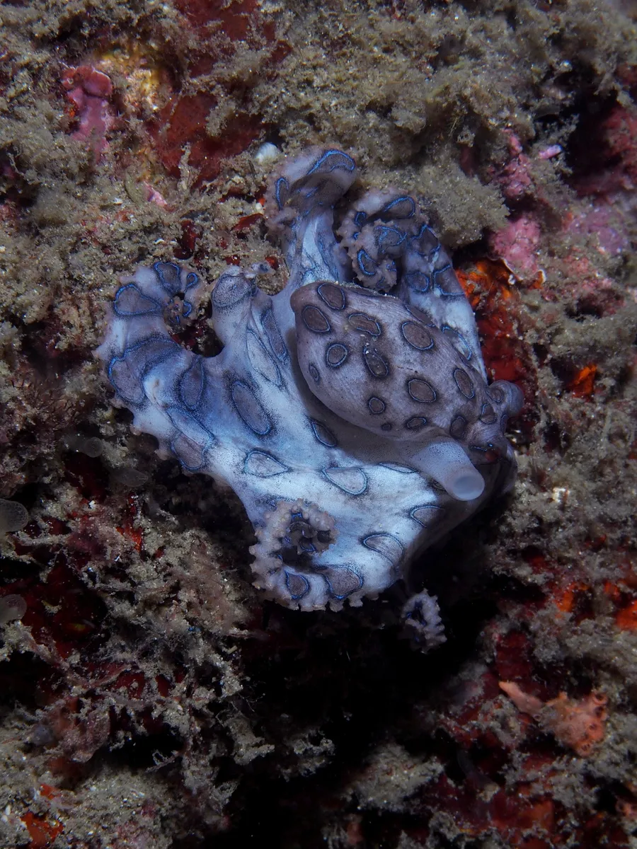 蓝环章鱼（Blue-ringed Octopus）的真实照片