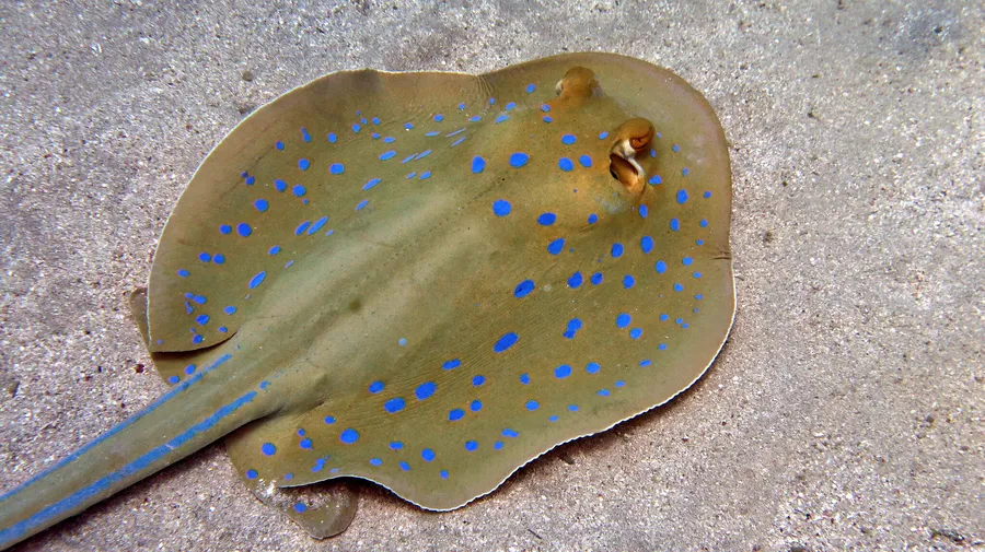 蓝斑魟（Blue-spotted Ribbontail Ray）的真实照片