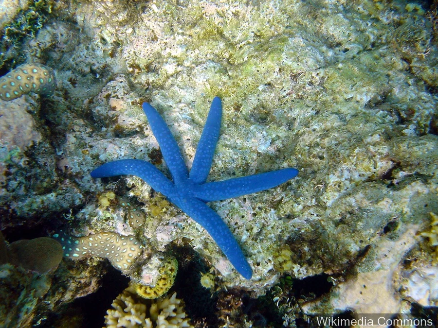蓝色海星（Blue Starfish）的真实照片