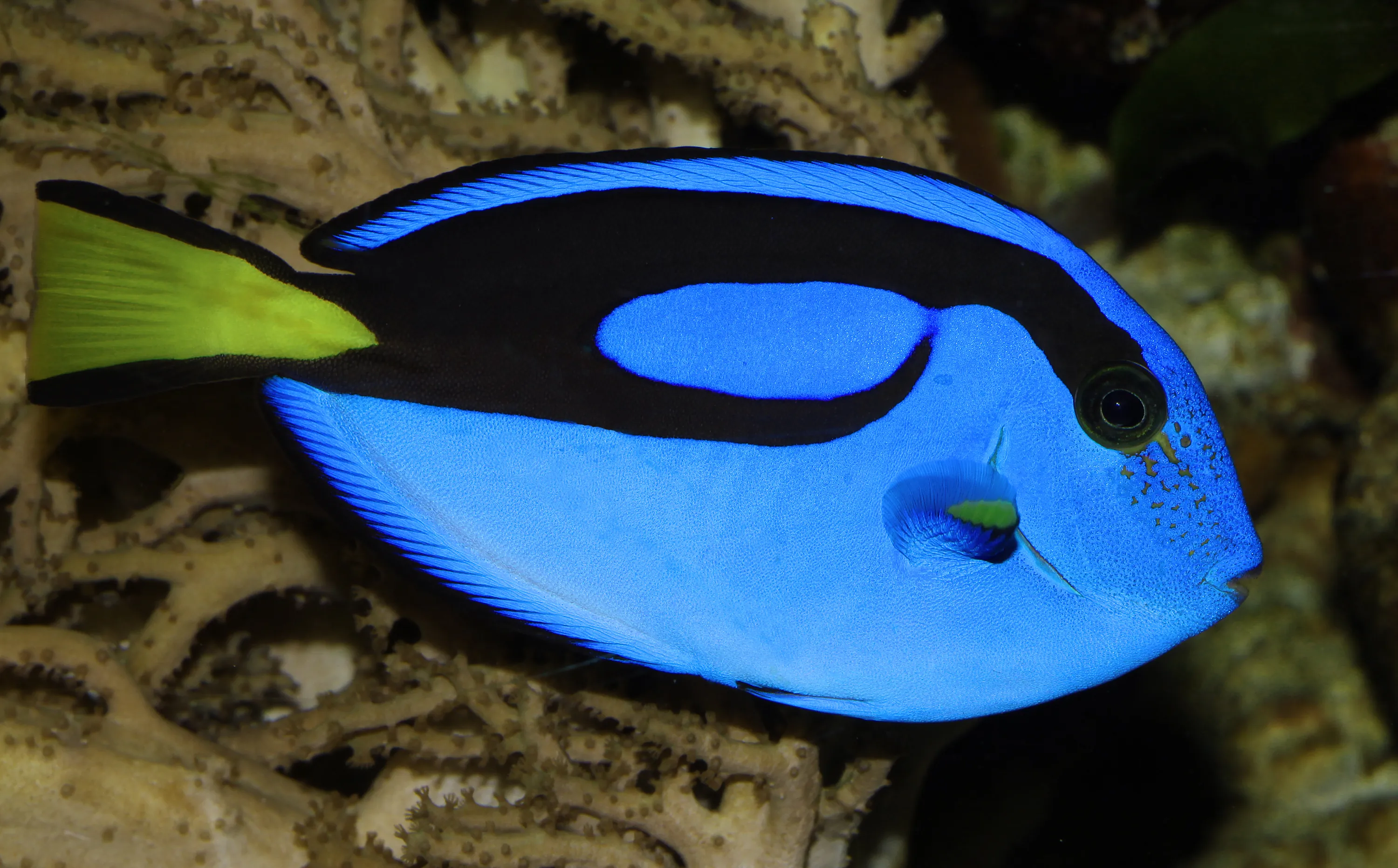 蓝吊（Blue Tang）的真实照片
