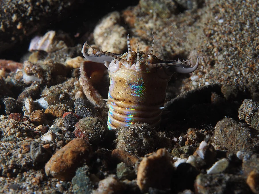 博比特虫（Bobbit Worm）的真实照片