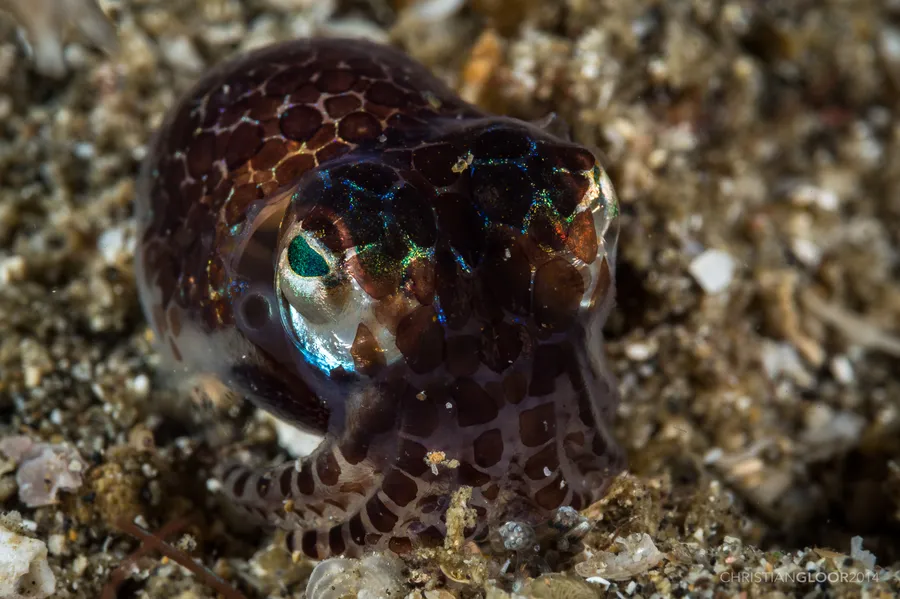 耳乌贼（Bobtail Squid）的真实照片