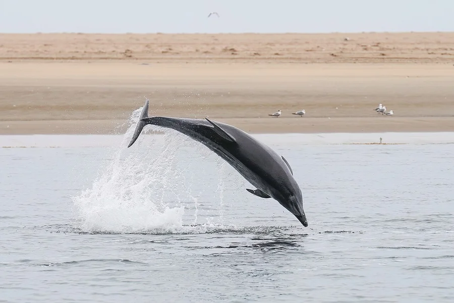 宽吻海豚（Bottlenose Dolphin）的真实照片