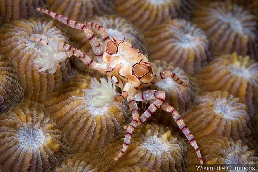 拳击蟹（Boxer Crab）的真实照片