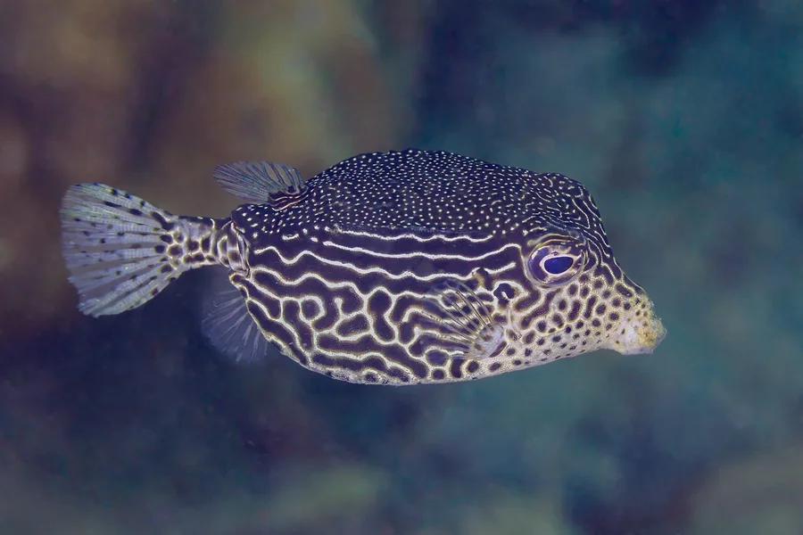 箱鲀（Boxfish）的真实照片