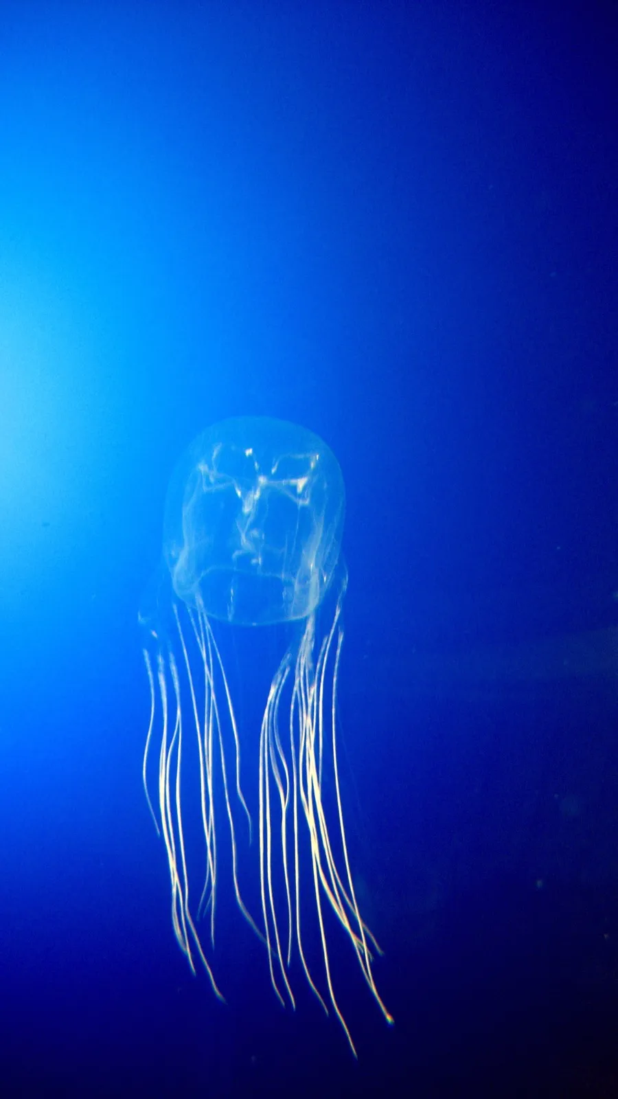 箱形水母（Box Jellyfish）的真实照片
