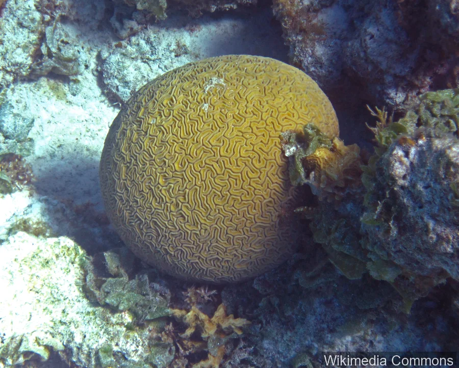 脑珊瑚（Brain Coral）的真实照片