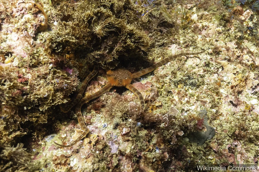 蛇尾（Brittle Star）的真实照片