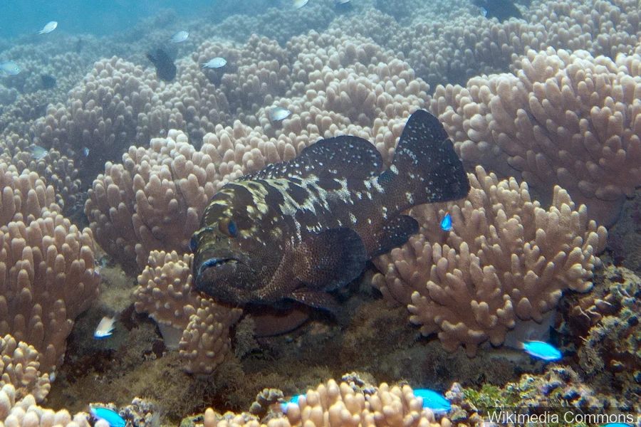 迷彩石斑鱼（Camouflage Grouper）的真实照片