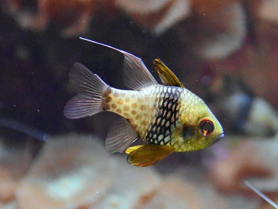 天竺鲷（Cardinalfish）的真实照片