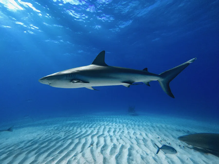 加勒比礁鲨（Caribbean Reef Shark）的真实照片