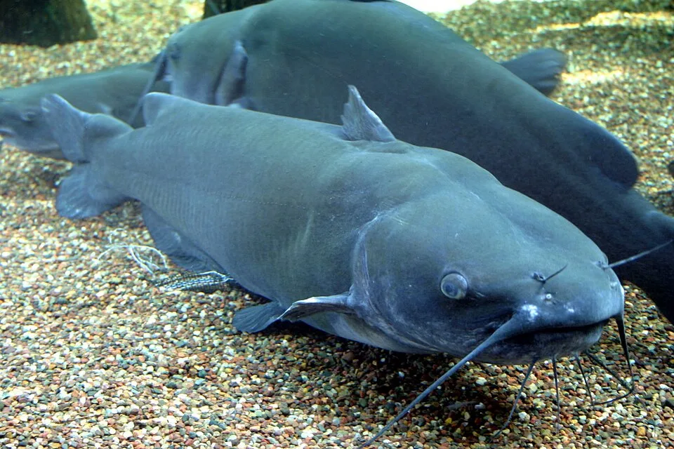 鲶鱼（Catfish）的真实照片