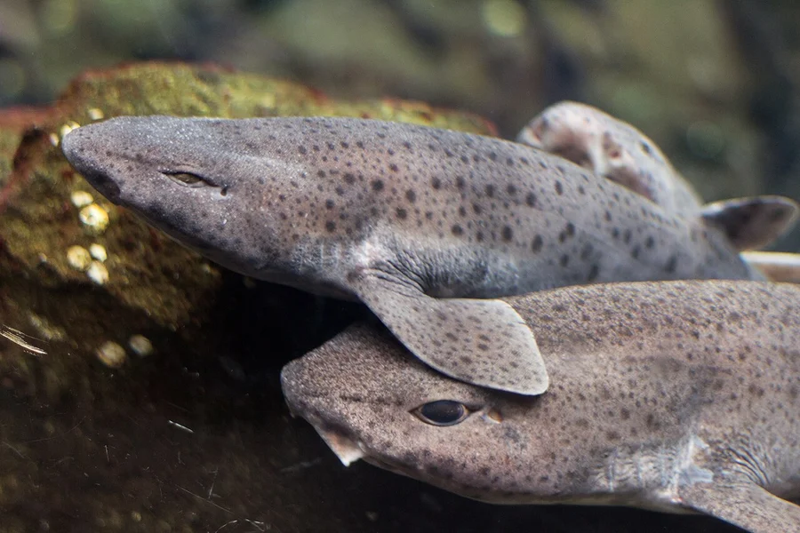猫鲨（Catshark）的真实照片