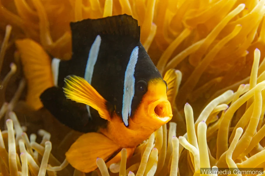 克氏双锯鱼（Clark's Anemonefish）的真实照片