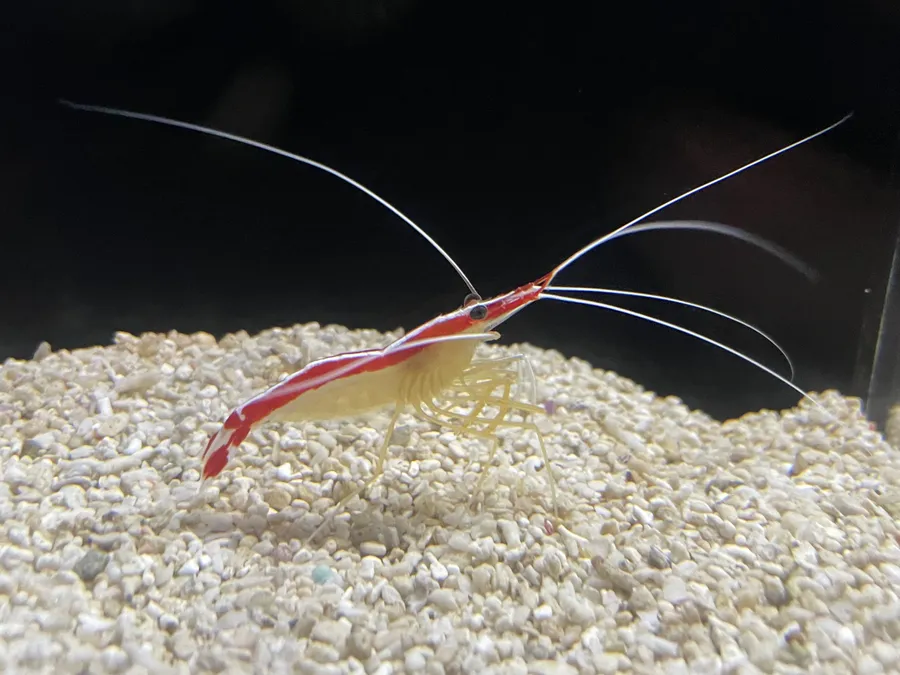 清洁虾（Cleaner Shrimp）的真实照片
