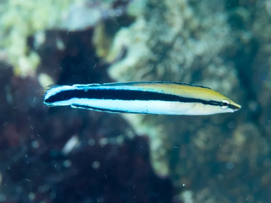 裂唇鱼（Cleaner Wrasse）的真实照片