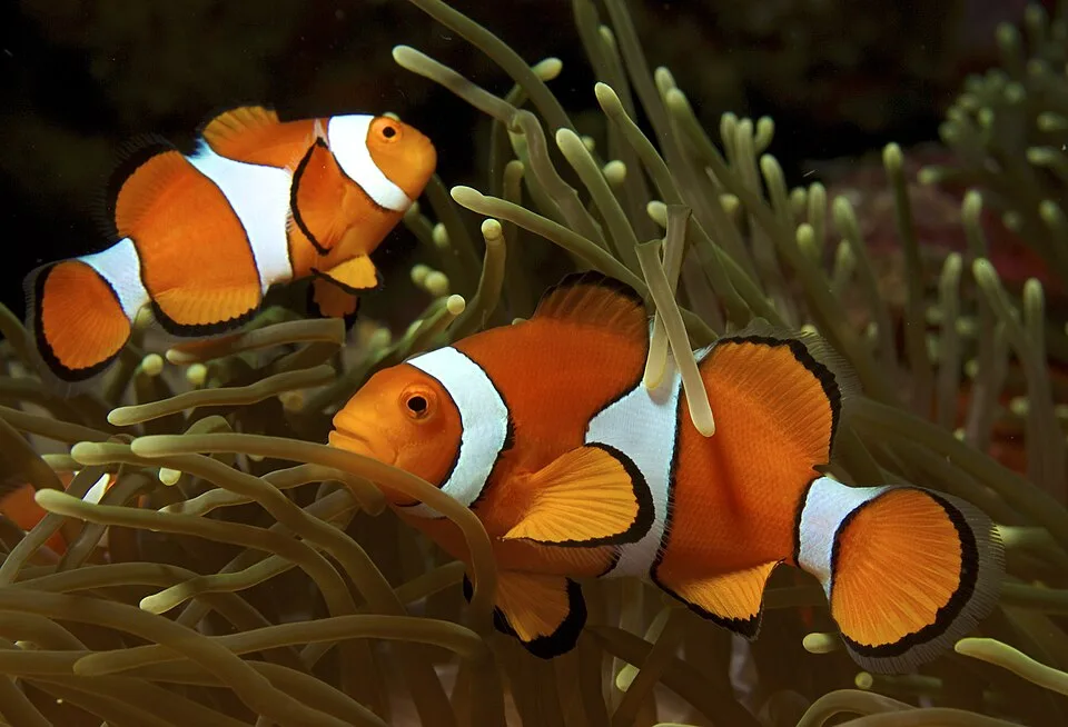 小丑鱼（Clownfish）的真实照片