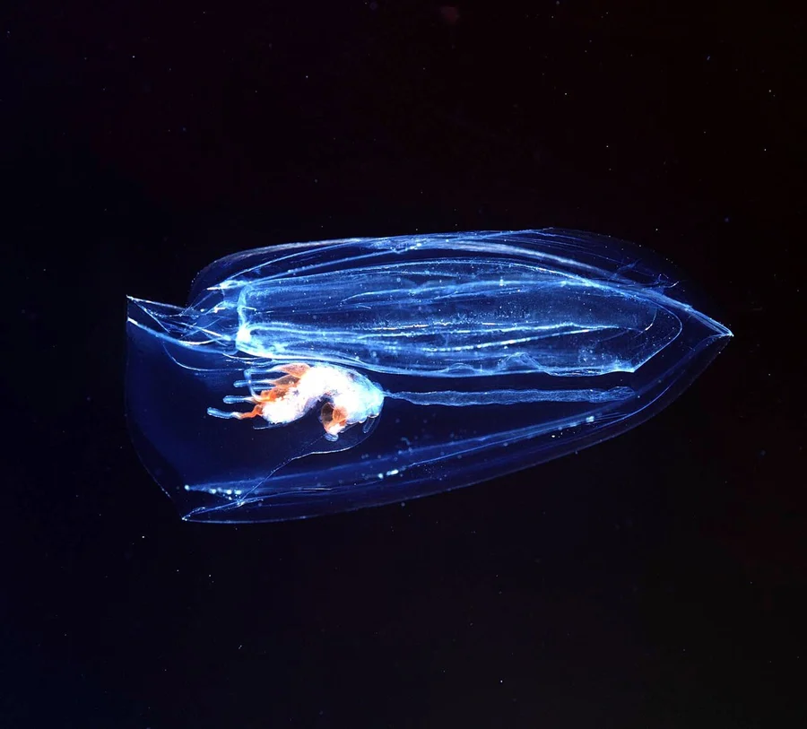 栉水母（Comb Jelly）的真实照片