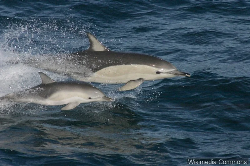 普通海豚（Common Dolphin）的真实照片