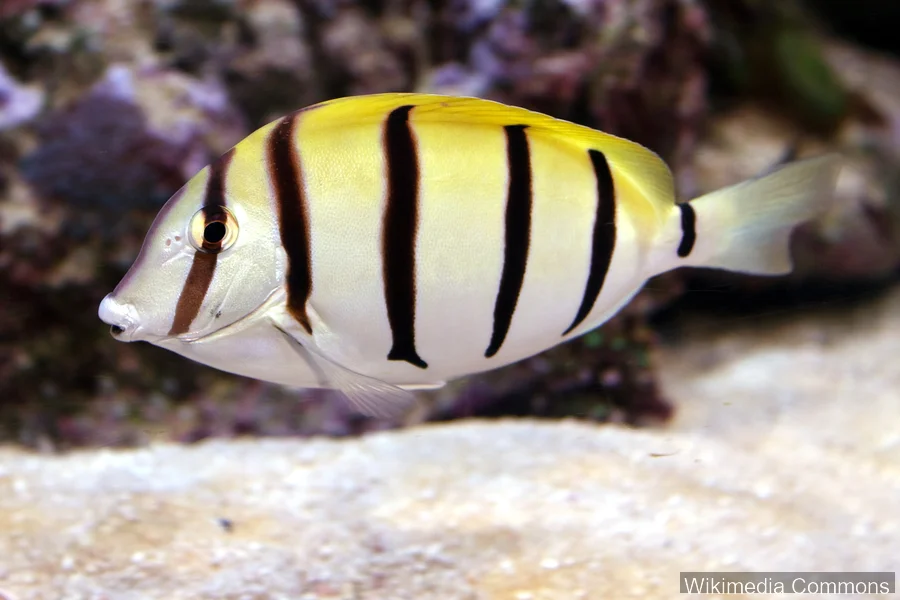 五带刺尾鱼（Convict Tang）的真实照片