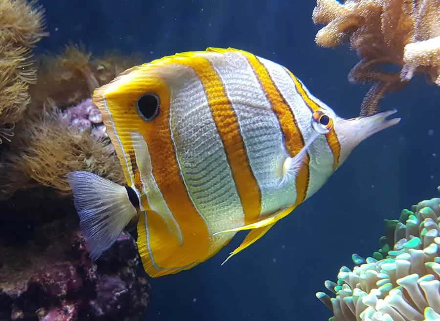 铜带蝴蝶鱼（Copperband Butterflyfish）的真实照片