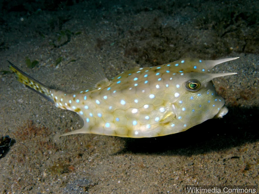 牛角箱鲀（Cowfish）的真实照片