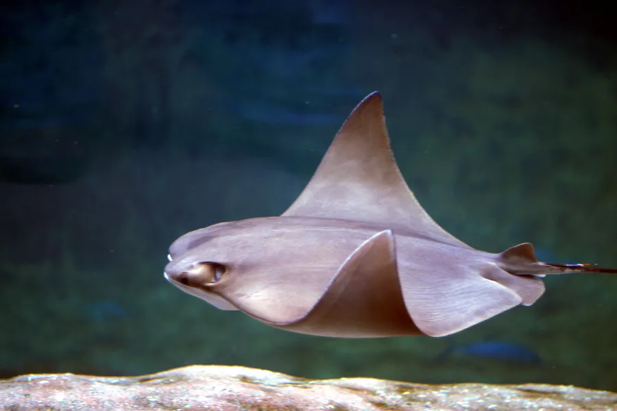 牛鼻鲼（Cownose Ray）的真实照片