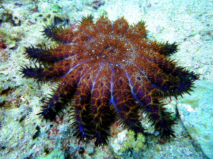 棘冠海星（Crown-of-Thorns Starfish）的真实照片