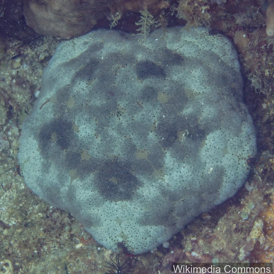 面包海星（Cushion Star）的真实照片