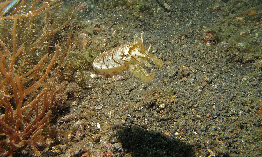 乌贼（Cuttlefish）的真实照片