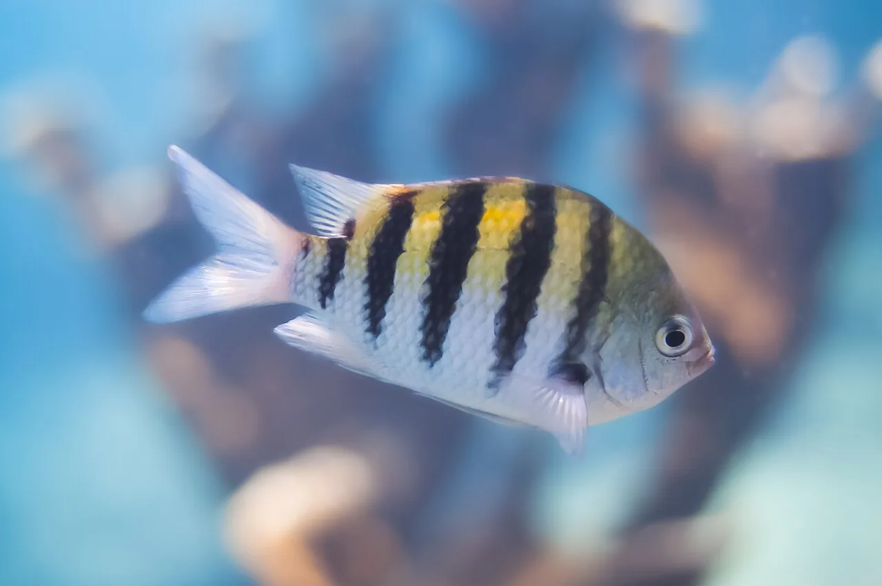 雀鲷（Damselfish）的真实照片