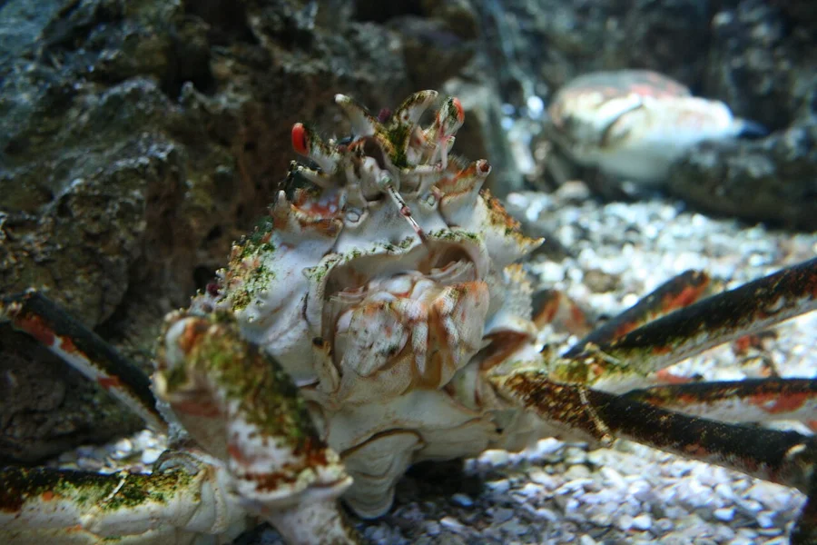 装饰蟹（Decorator Crab）的真实照片