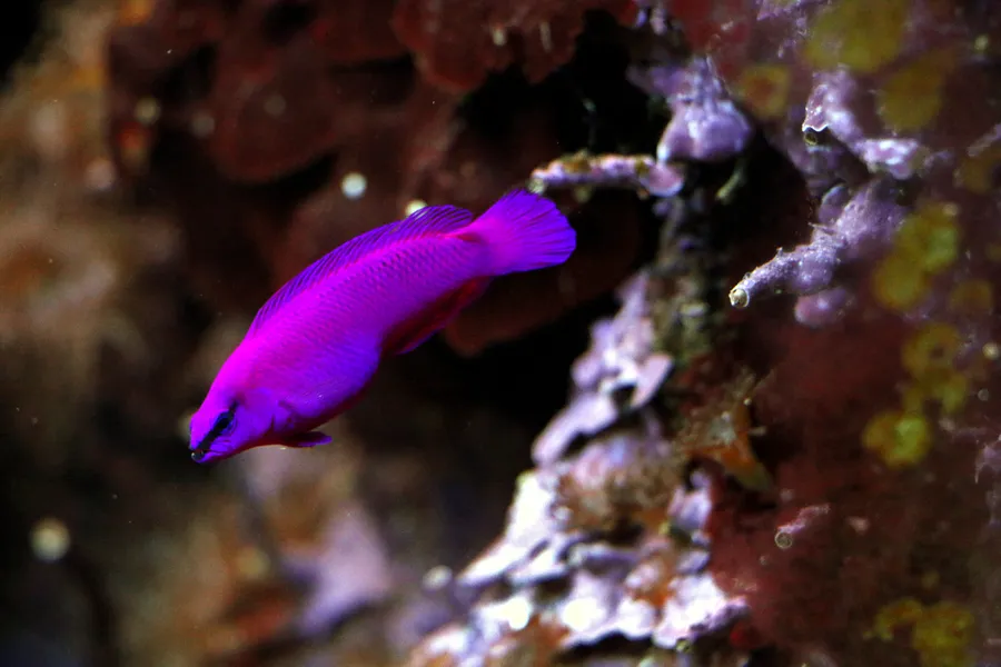 拟雀鲷（Dottyback）的真实照片