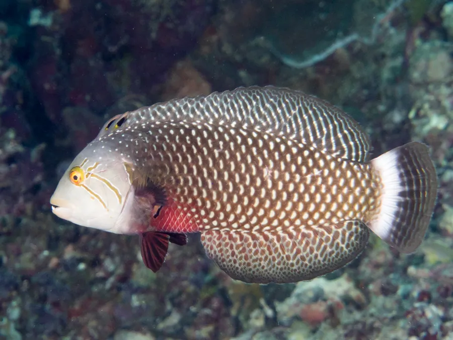 移石隆头鱼·幼体（Rockmover Wrasse (Juvenile)）的真实照片