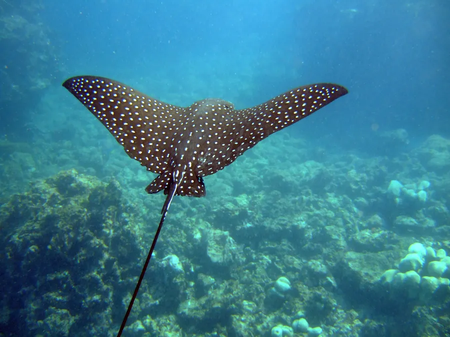 鹰魟（Eagle Ray）的真实照片