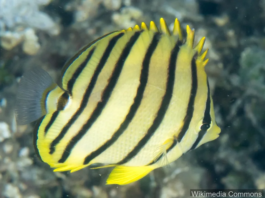 八带蝴蝶鱼（Eightband Butterflyfish）的真实照片