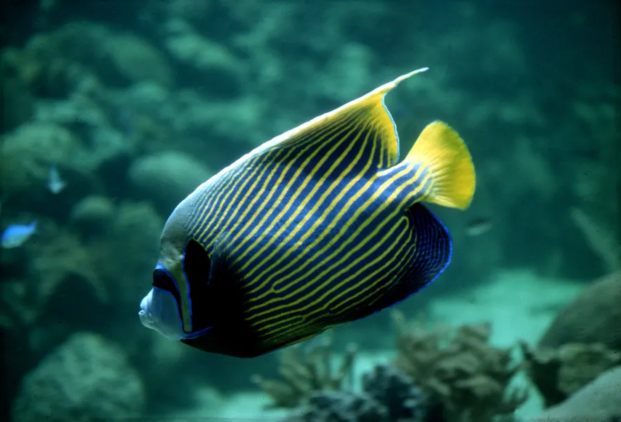 皇帝神仙鱼（Emperor Angelfish）的真实照片