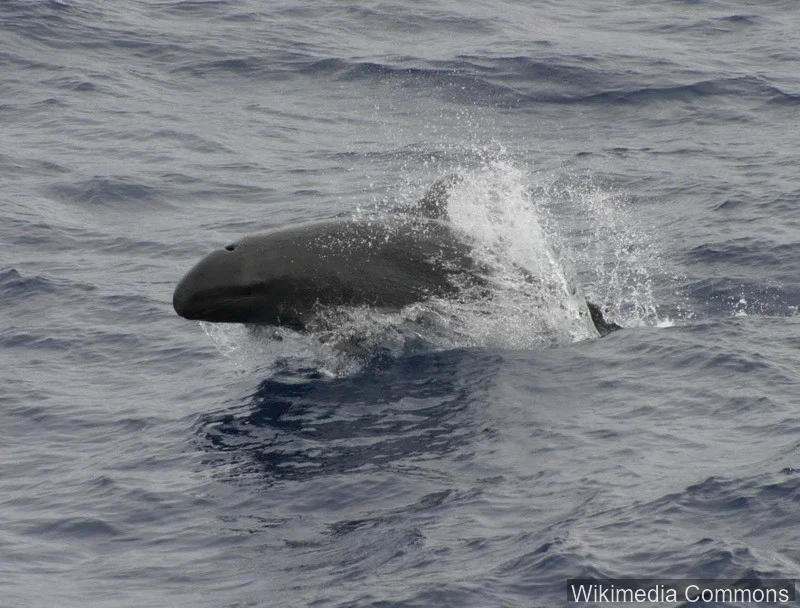 伪虎鲸（False Killer Whale）的真实照片