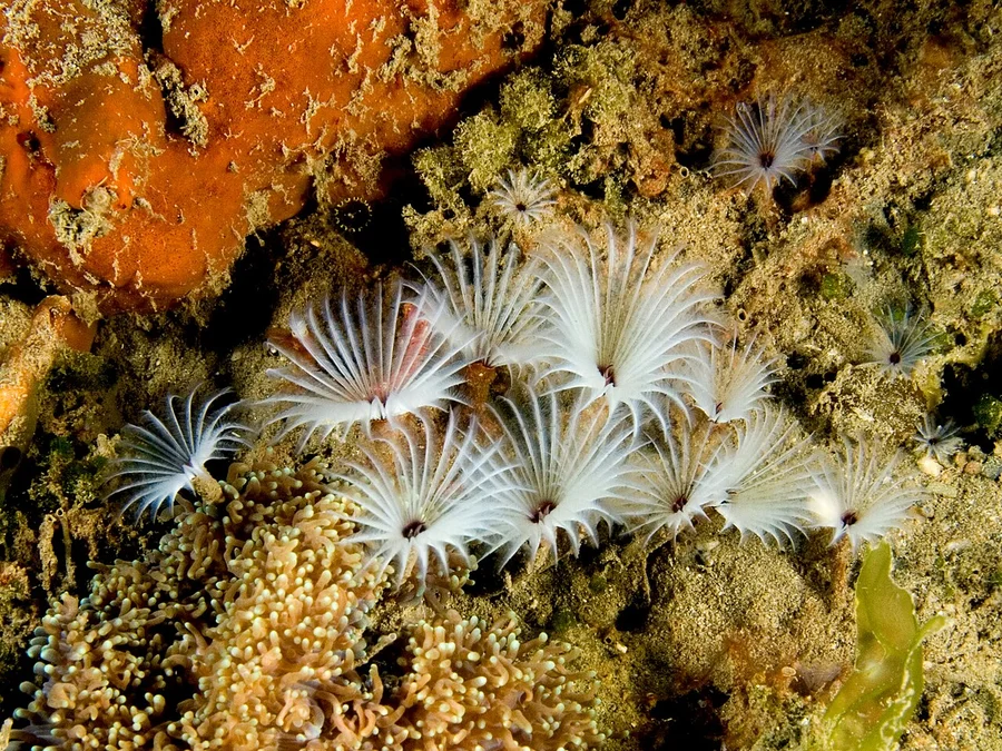 羽毛管虫（Feather Duster Worm）的真实照片