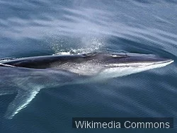 长须鲸（Fin Whale）的真实照片